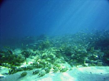 ReefScape / Pillar Reef, Key Largo, FL. Sea and Sea DX3000G by Dave Beedle 